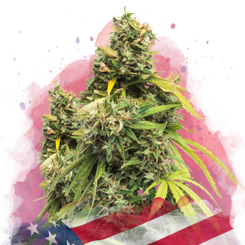 5 Alive Feminized