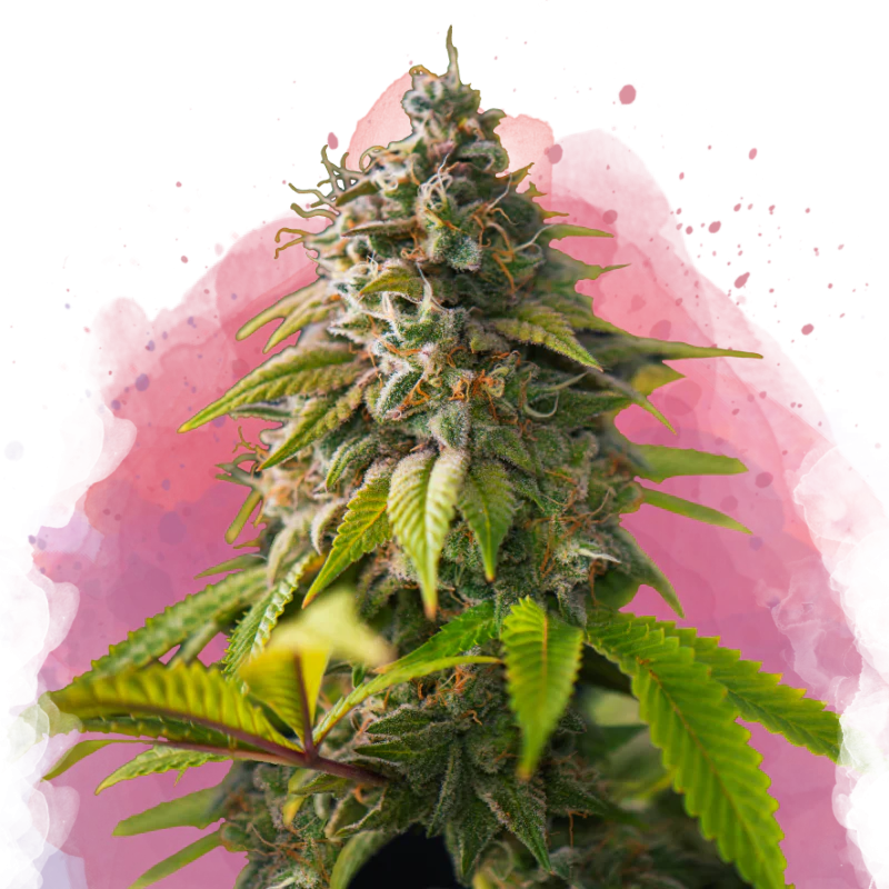 Amnesia Haze Feminized