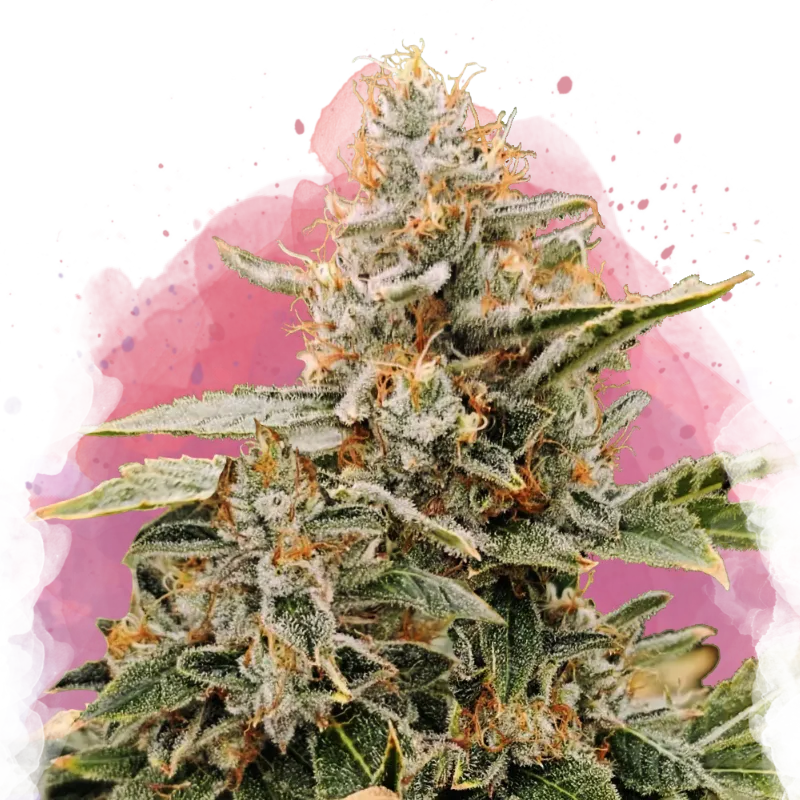 Apple Fritter Feminized 100 Seeds