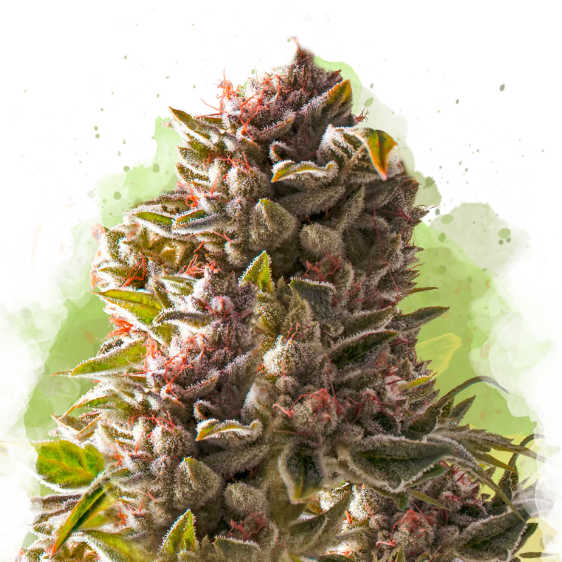 Aurora Indica Autoflower