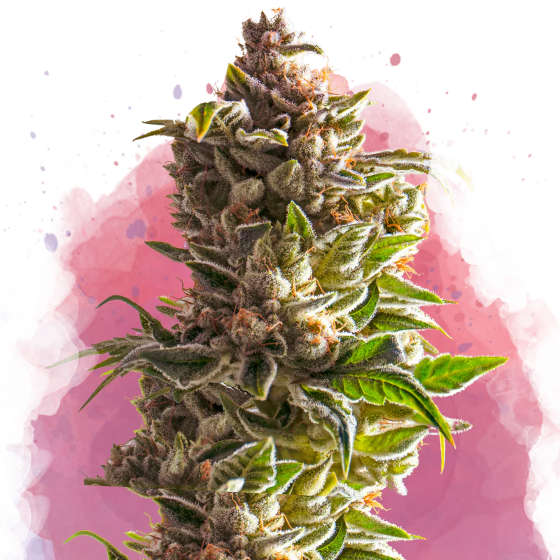 Aurora Indica Feminized