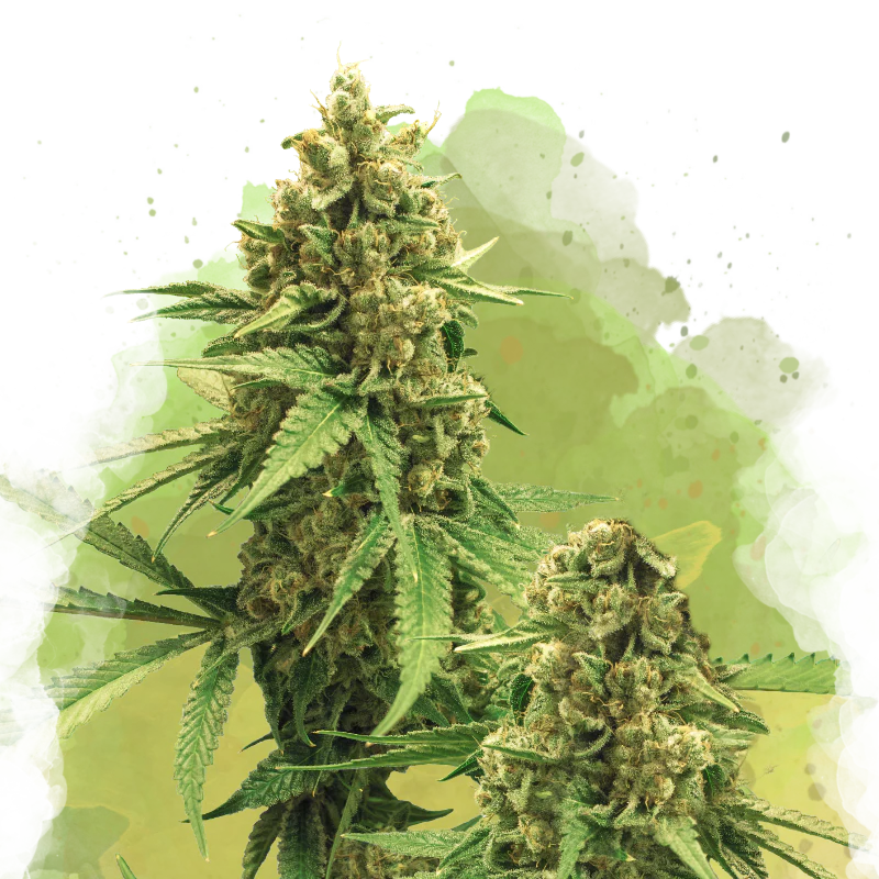 Big Bud Autoflower