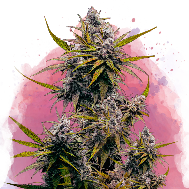 Blackjack Feminized