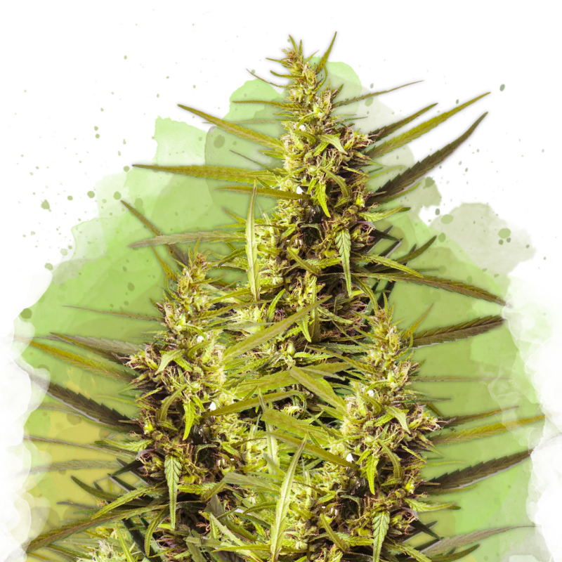 Blueberry Kush Autoflower