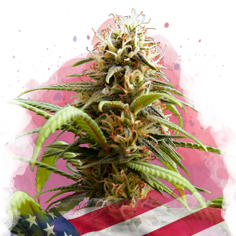 Bruce Banner Feminized