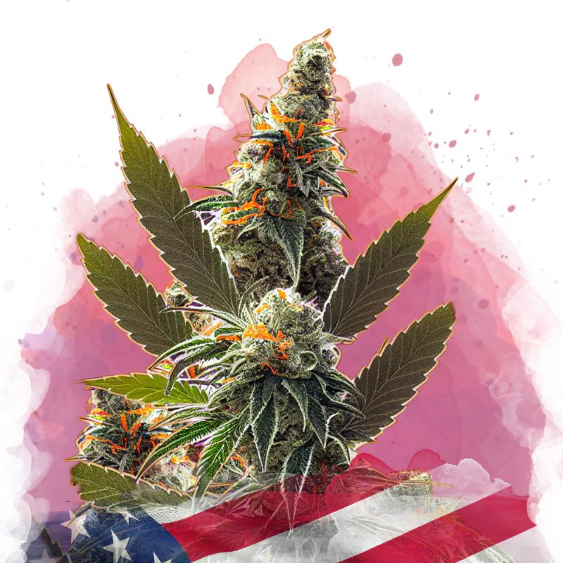 California Orange Bud Feminized