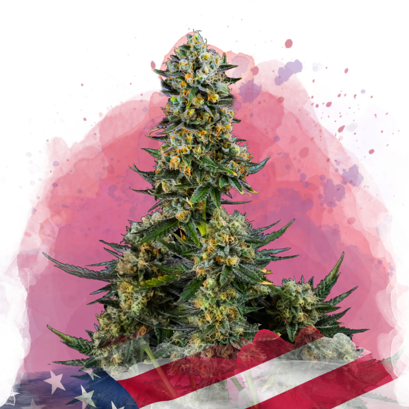 Chemdog Feminized