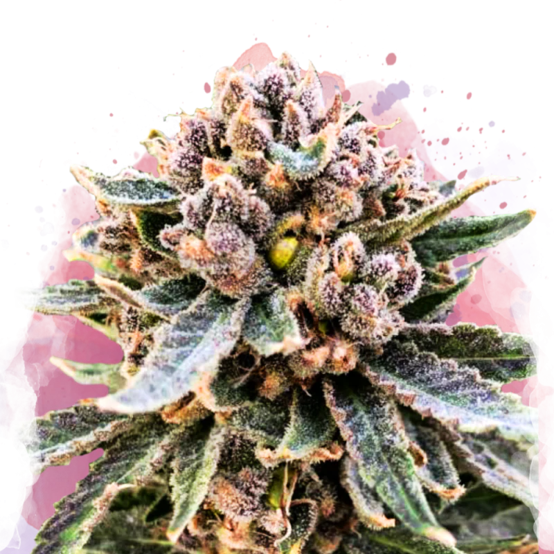 Cherry Blossom v2 CBD Feminized