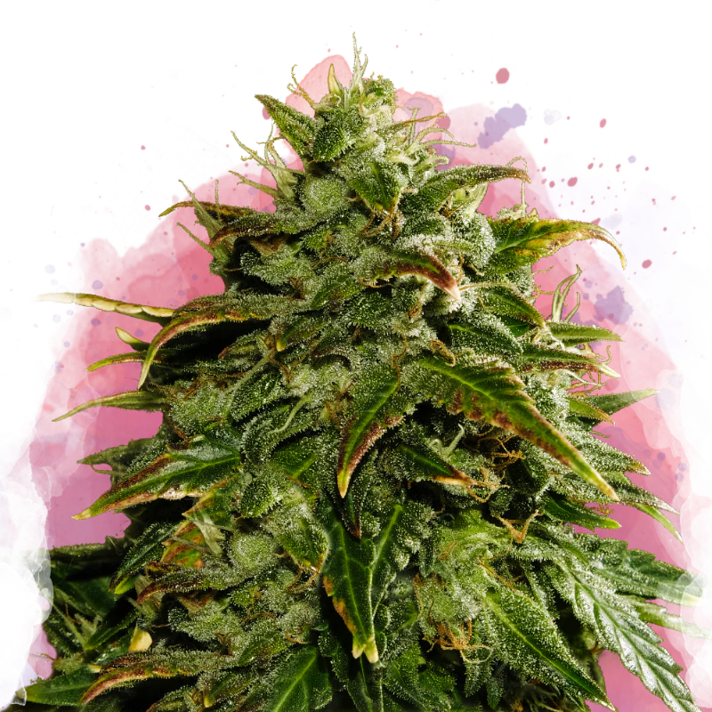 Cookies & Cream Feminized