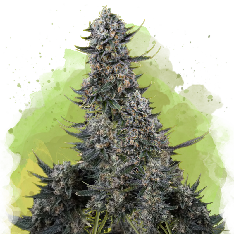 Critical Autoflower
