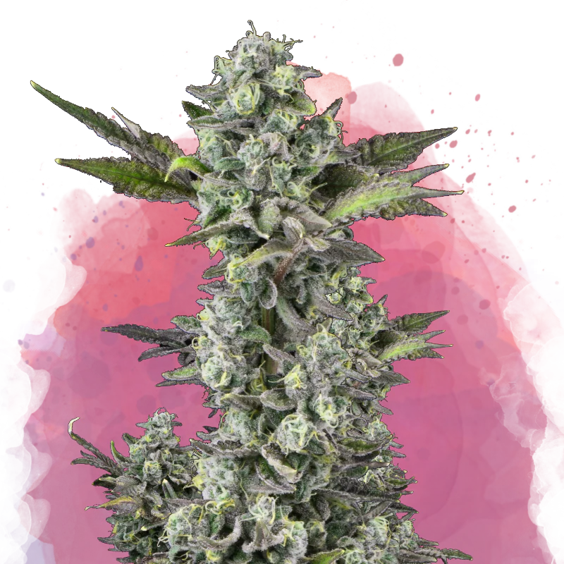 Critical Feminized
