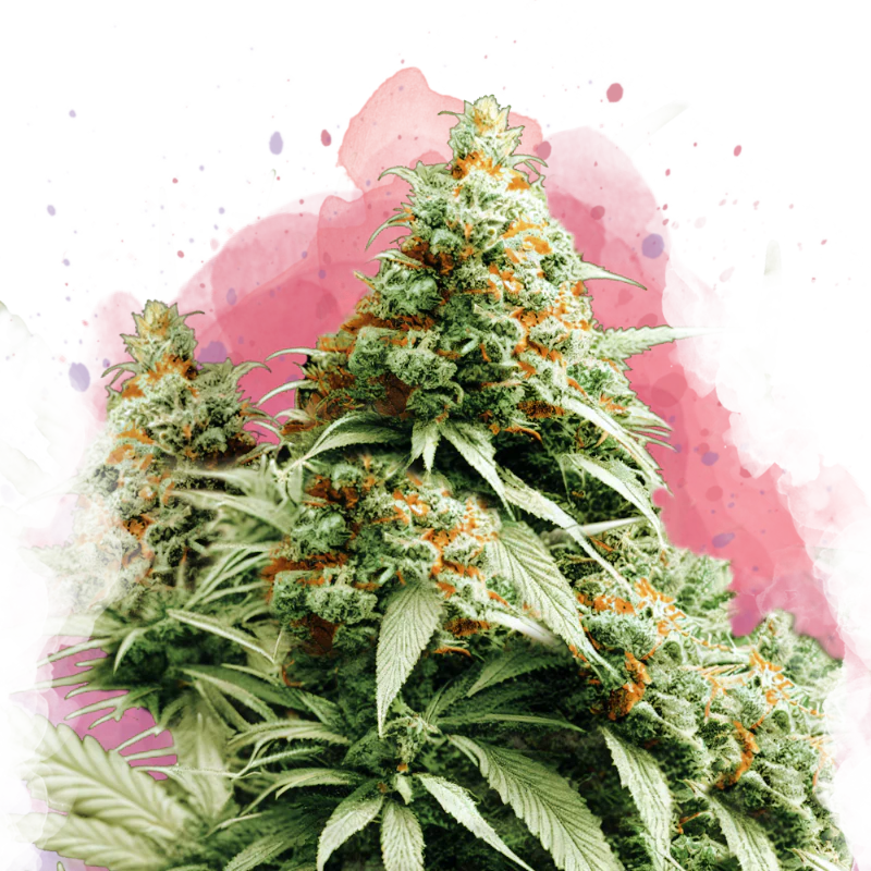 Exodus Cheese Feminized