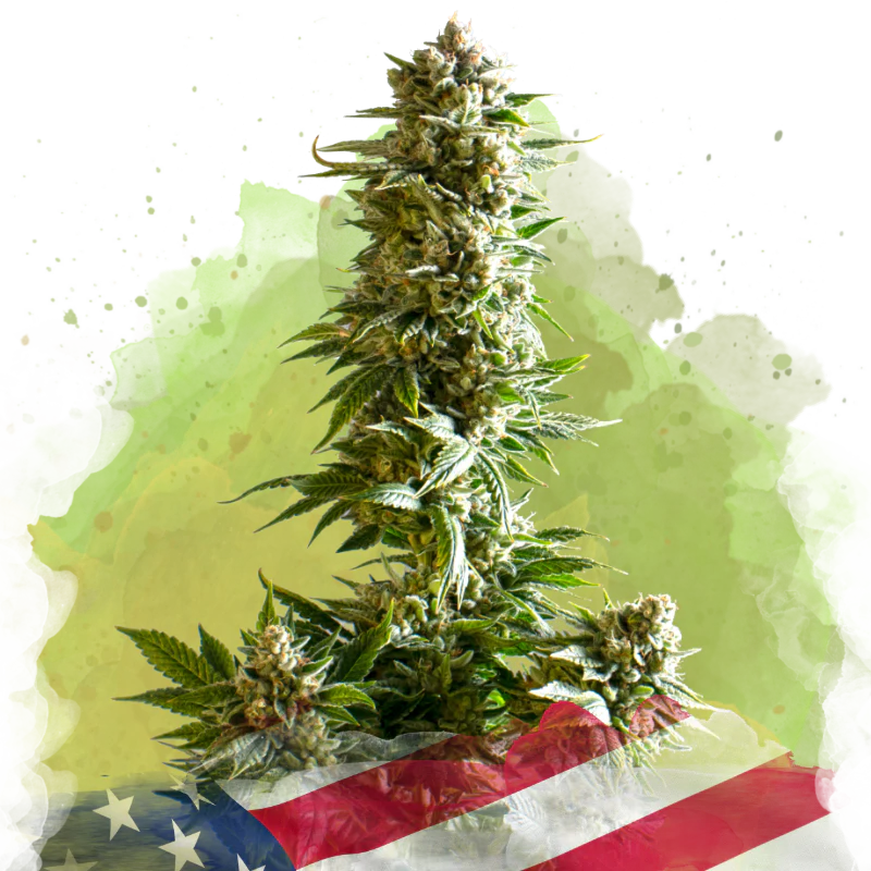 Girl Scout Cookies Autoflower