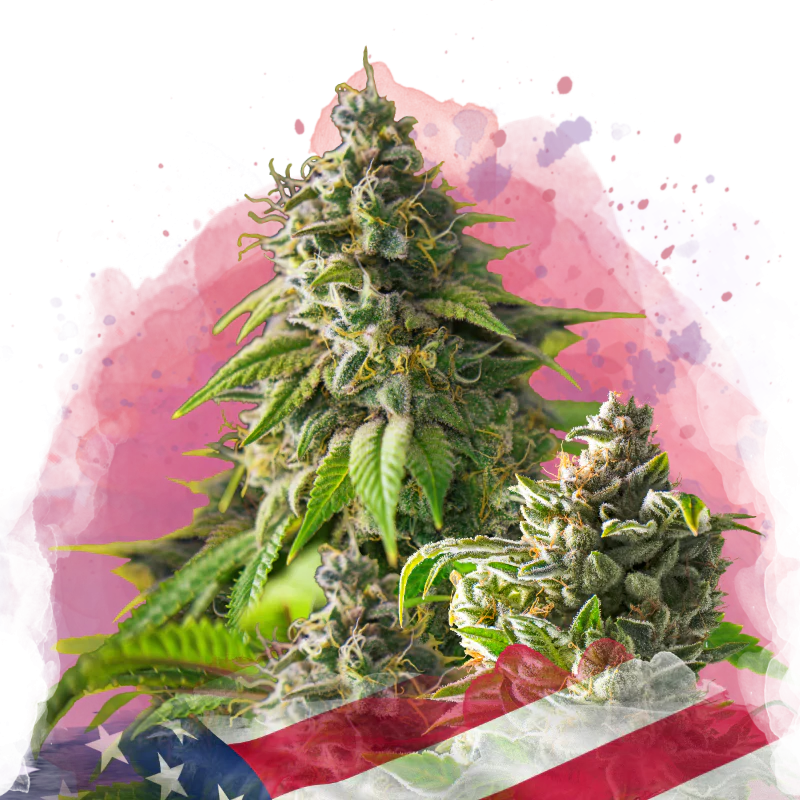 Girl Scout Cookies Feminized