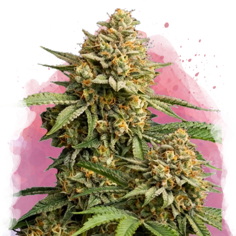 Lemon Cherry Gelato Feminized 100 Seeds