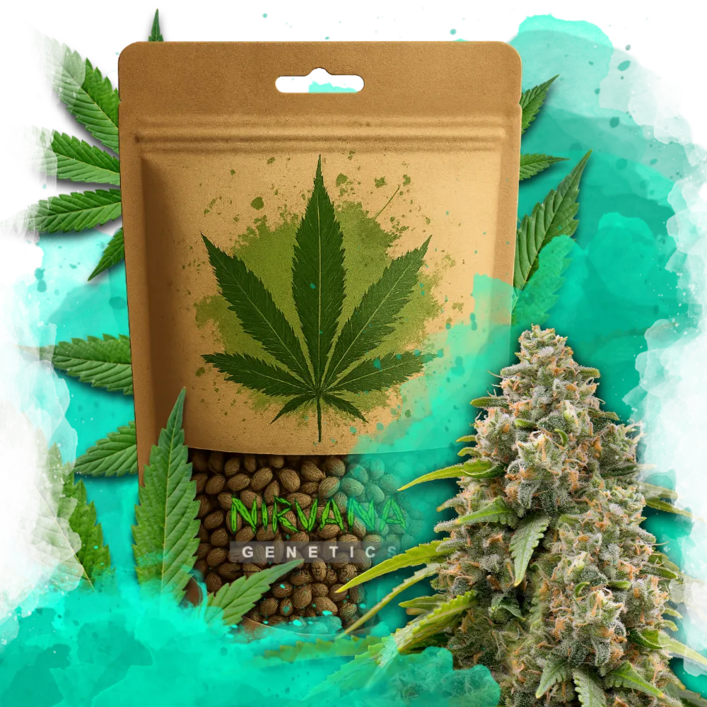 Nicole Kush Feminized 100 Seeds
