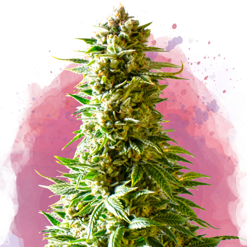 Northern Light Feminized