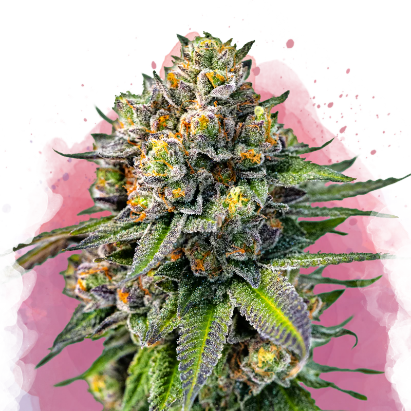OG Kush Feminized