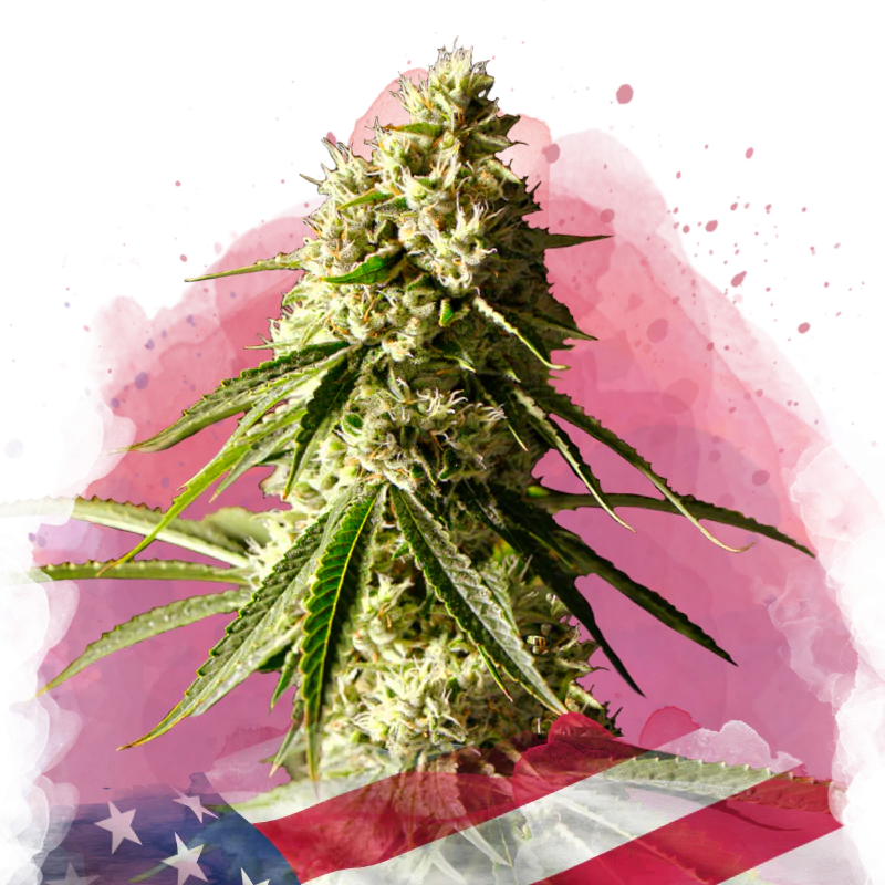 Runtz Feminized