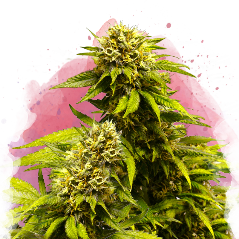 Super Skunk Feminized